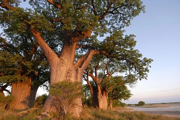 Baines baobabs, Nxai Pan, Botswana, Africa