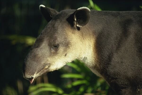 Bairds tapir, Belize, Central America