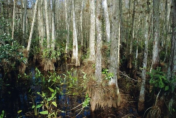 Bald Cypress Swamp in the Corkscrew Swamp Sanctuary near Naples