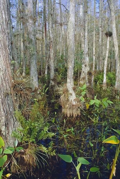 Bald Cypress swamp in the Corkscrew Swamp Sanctuary near Naples