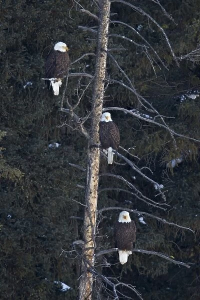 Three bald eagle (Haliaeetus leucocephalus) in an evergreen tree, Yellowstone National Park
