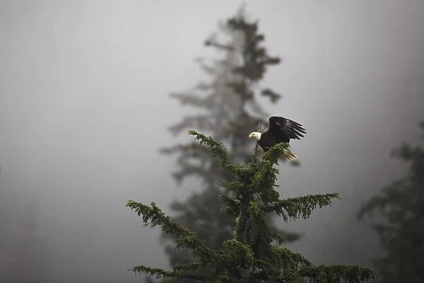 Bald eagle (Haliaeetus leucocephalus), Chugach National Forest, Alaska, United States of America