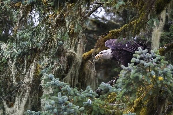 Bald eagle (Haliaeetus leucocephalus), Prince William Sound, Alaska, United States of America