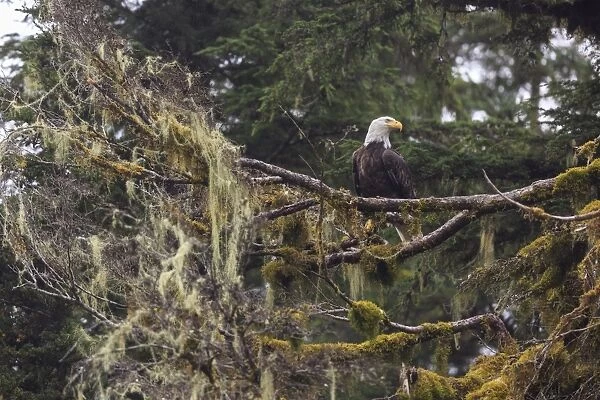 Bald eagle (Haliaeetus leucocephalus), Chugach National Forest, Alaska, United States of America