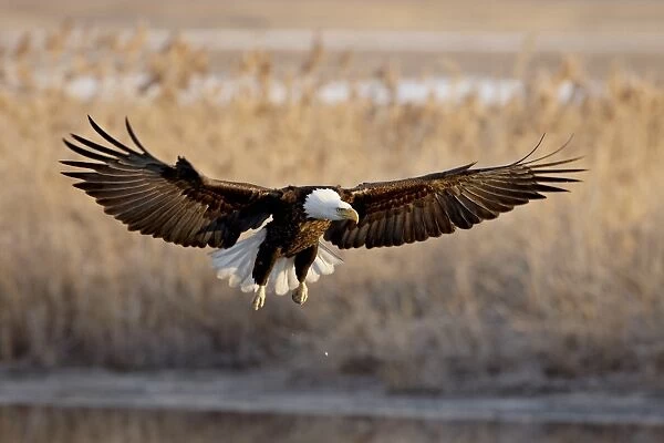 Bald eagle (Haliaeetus leucocephalus) in flight on final approach, Farmington Bay