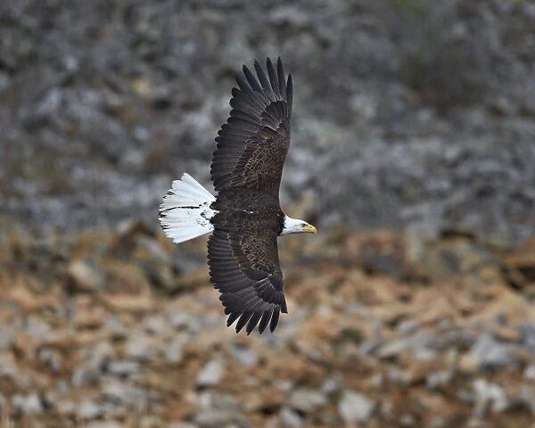 Bald eagle (Haliaeetus leucocephalus) in flight, Yellowstone National Park, Wyoming