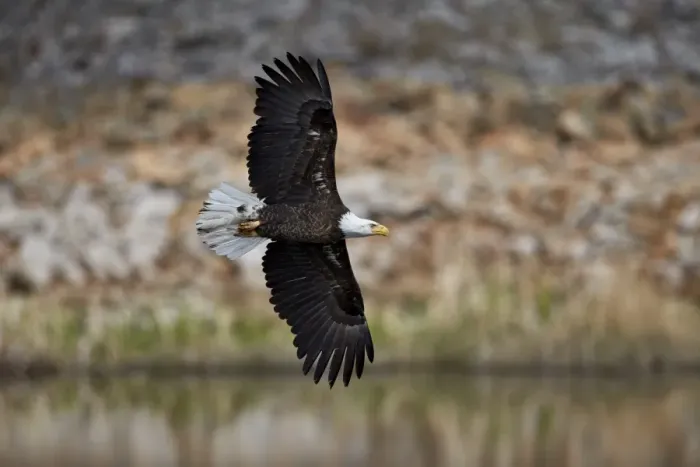 Framed Print : Bald Eagle (Haliaeetus leucocephalus) in flight, Yellowstone National Park, UNESCO Framed Print : Bald Eagle (Haliaeetus leucocephalus) in flight, Yellowstone National Park, UNESCO