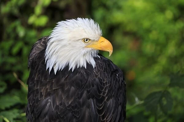 Bald eagle (Haliaeetus leucocephalus) portrait, Alaska Raptor Rehabilitation Center