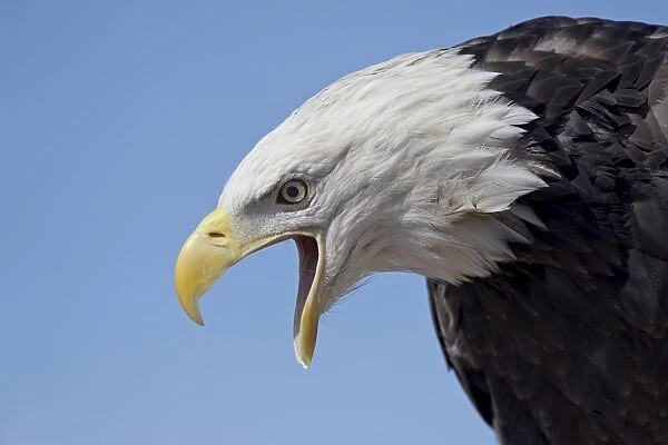 Bald eagle (Haliaeetus leucocephalus) vocalizing