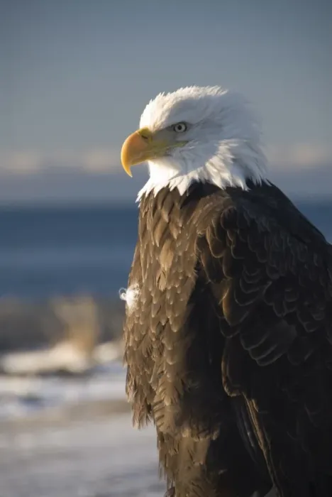 Framed Print : Bald eagle, Homer, Alaska, United States of America, North America Framed Print : Bald eagle, Homer, Alaska, United States of America, North America