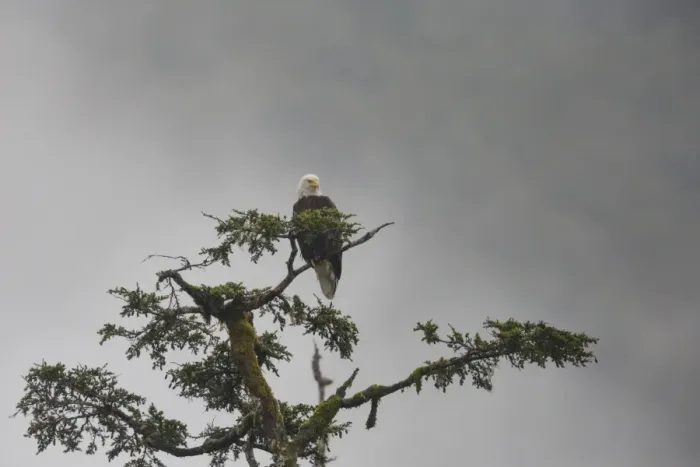 Framed Print : Bald eagle in the mist, Chugach National Forest, Alaska, United States of America Framed Print : Bald eagle in the mist, Chugach National Forest, Alaska, United States of America