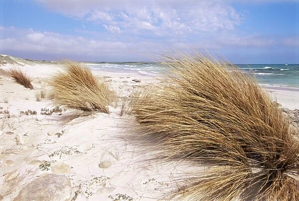 Bales Beach, Seal Bay Con. Park, Kangaroo Island, South Australia, Australia, Pacific