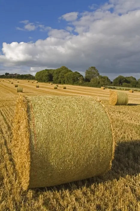 Framed Print : Bales of hay, Ardmore region, County Waterford, Munster, Republic of Ireland, Europe Framed Print : Bales of hay, Ardmore region, County Waterford, Munster, Republic of Ireland, Europe