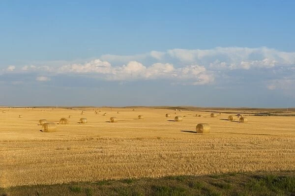 Bales of straw on a field, Wyoming, United States of America, North America