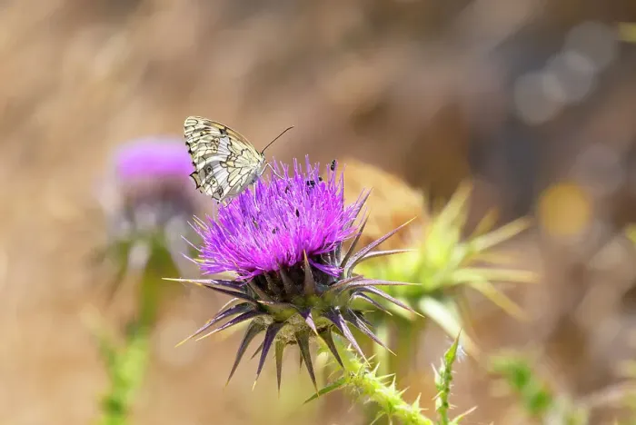 Framed Print : A Balkan marbled white (Melanargia larissa) butterfly on flower, Serifos Island, Cyclades, Greek Islands, Greece, Europe Framed Print : A Balkan marbled white (Melanargia larissa) butterfly on flower, Serifos Island, Cyclades, Greek Islands, Greece, Europe