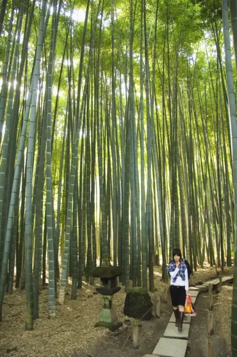 Framed Print : Bamboo Forest at Hokoku-ji Temple Framed Print : Bamboo Forest at Hokoku-ji Temple