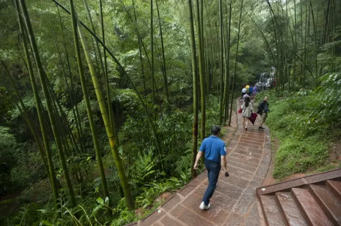 Framed Print : Bamboo Forest, Sichuan Province, China, Asia Framed Print : Bamboo Forest, Sichuan Province, China, Asia