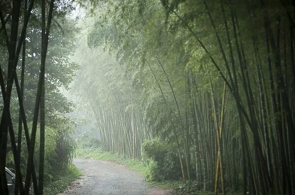 Bamboo Forest, Sichuan Province, China, Asia