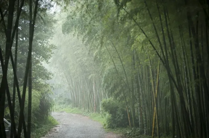 Framed Print : Bamboo Forest, Sichuan Province, China, Asia Framed Print : Bamboo Forest, Sichuan Province, China, Asia