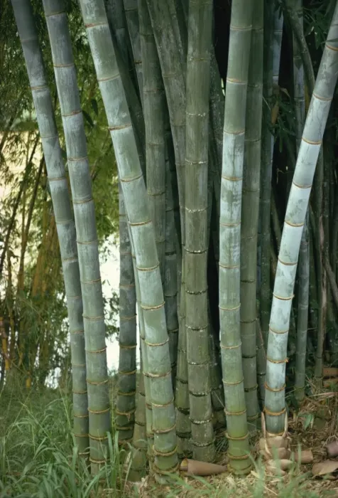 Framed Print : Bamboo stems in the Peradeniya Botanical Gardens in Kandy Framed Print : Bamboo stems in the Peradeniya Botanical Gardens in Kandy