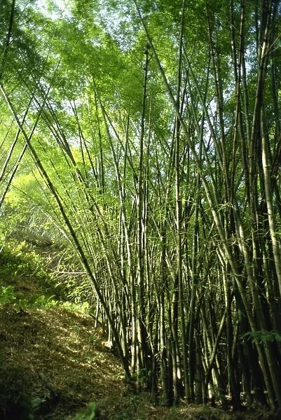 Bamboo, Tobago