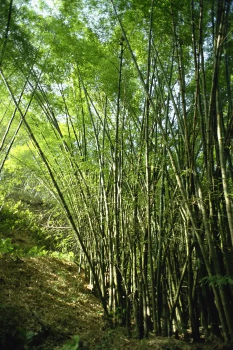 Framed Print : Bamboo, Tobago Framed Print : Bamboo, Tobago