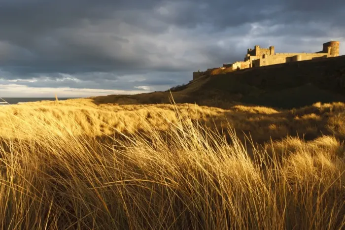 Framed Print : Bamburgh Castle and marram grass (ammophila arenaria) lit by golden evening light, Bamburgh, Northumberland, England, United Kingdom, Europe Framed Print : Bamburgh Castle and marram grass (ammophila arenaria) lit by golden evening light, Bamburgh, Northumberland, England, United Kingdom, Europe