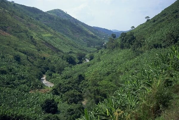 Banana crop in typical lush vegetation