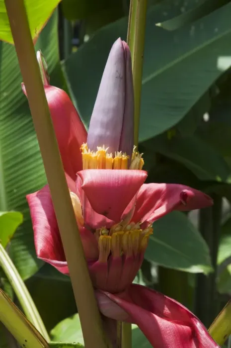 Framed Print : Banana plant flowers, Costa Rica, Central America Framed Print : Banana plant flowers, Costa Rica, Central America