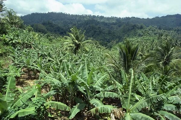Banana plantation, St