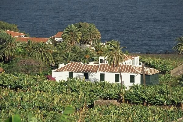 Banana plantation, Tenerife, Canary Islands, Spain, Atlantic, Europe