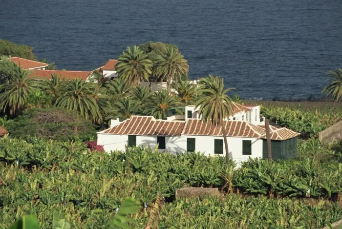 Framed Print : Banana plantation, Tenerife, Canary Islands, Spain, Atlantic, Europe Framed Print : Banana plantation, Tenerife, Canary Islands, Spain, Atlantic, Europe