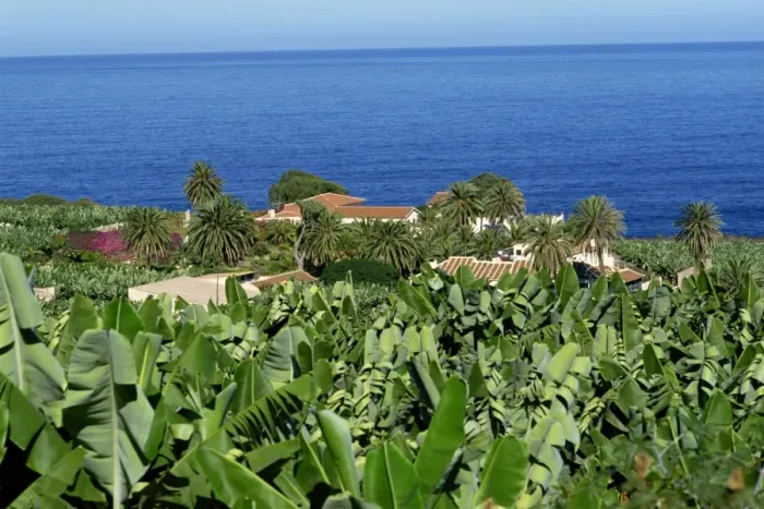 Framed Print : Banana plantations, Tenerife, Canary Islands, Spain, Atlantic, Europe Framed Print : Banana plantations, Tenerife, Canary Islands, Spain, Atlantic, Europe