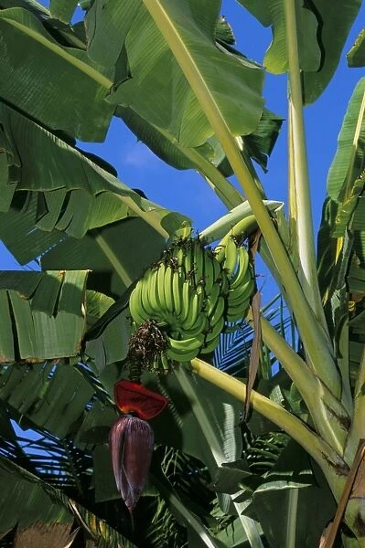 Bananas on banana plant, Barreirinhas, Lencois Maranhenses, Brazil, South America
