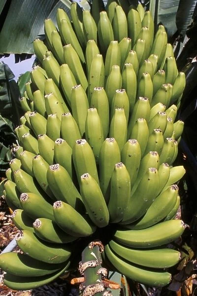Bananas, Platanos Canarios, La Palma, Canary Islands, Spain, Atlantic, Europe