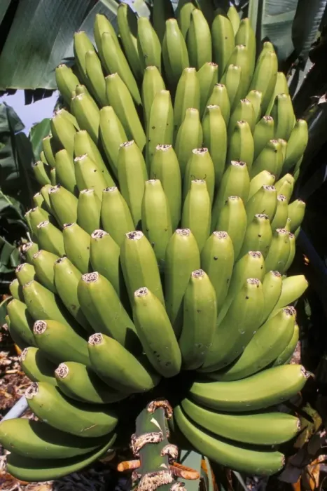 Framed Print : Bananas, Platanos Canarios, La Palma, Canary Islands, Spain, Atlantic, Europe Framed Print : Bananas, Platanos Canarios, La Palma, Canary Islands, Spain, Atlantic, Europe