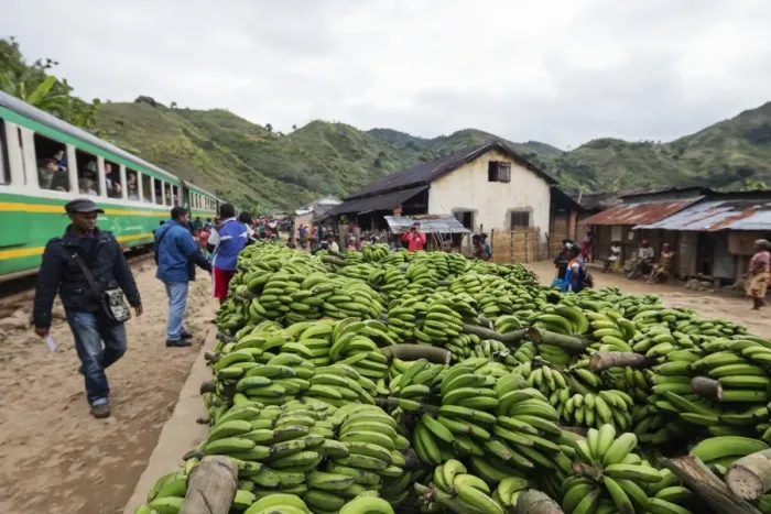 Framed Print : Bananas waiting to be transported, Fianarantsoa to Manakara FCE train, easterrn area Framed Print : Bananas waiting to be transported, Fianarantsoa to Manakara FCE train, easterrn area