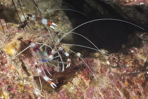 Banded boxer shrimp (Stenopus tenuirostris), Southern Thailand, Andaman Sea, Indian Ocean, Asia