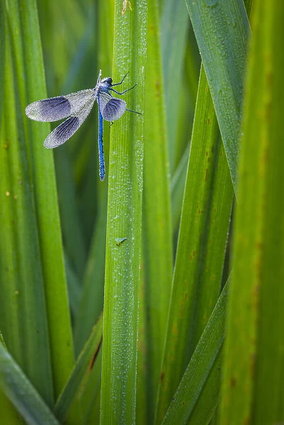 Banded Demoiselle (Calopteryx splendens) damselfly covered with dew, Kent, England