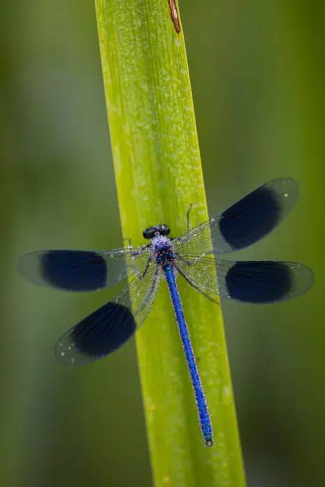 Framed Print : Banded Demoiselle (Calopteryx splendens) damselfly covered with dew, Kent, England Framed Print : Banded Demoiselle (Calopteryx splendens) damselfly covered with dew, Kent, England