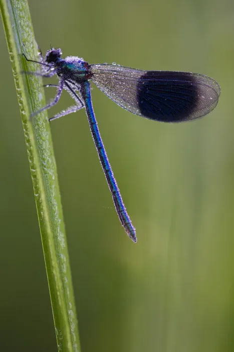 Framed Print : Banded Demoiselle (Calopteryx splendens) damselfly covered with dew, Kent, England Framed Print : Banded Demoiselle (Calopteryx splendens) damselfly covered with dew, Kent, England
