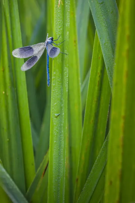 Framed Print : Banded Demoiselle (Calopteryx splendens) damselfly covered with dew, Kent, England Framed Print : Banded Demoiselle (Calopteryx splendens) damselfly covered with dew, Kent, England