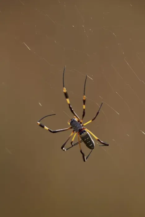Framed Print : Banded-legged golden orb spider (Nephila senegalensis), Kruger National Park, South Africa Framed Print : Banded-legged golden orb spider (Nephila senegalensis), Kruger National Park, South Africa