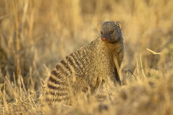 Banded mongoose (Mungos mungo)