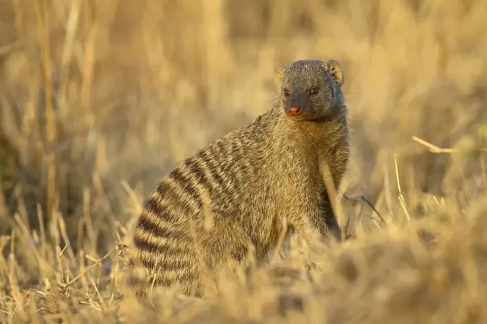 Framed Print : Banded mongoose (Mungos mungo) Framed Print : Banded mongoose (Mungos mungo)