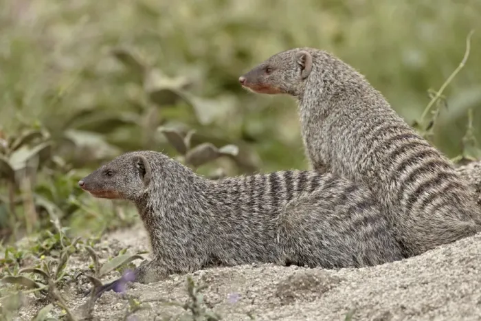 Framed Print : Two banded mongoose (Mungos mungo), Serengeti National Park, Tanzania, East Africa Framed Print : Two banded mongoose (Mungos mungo), Serengeti National Park, Tanzania, East Africa