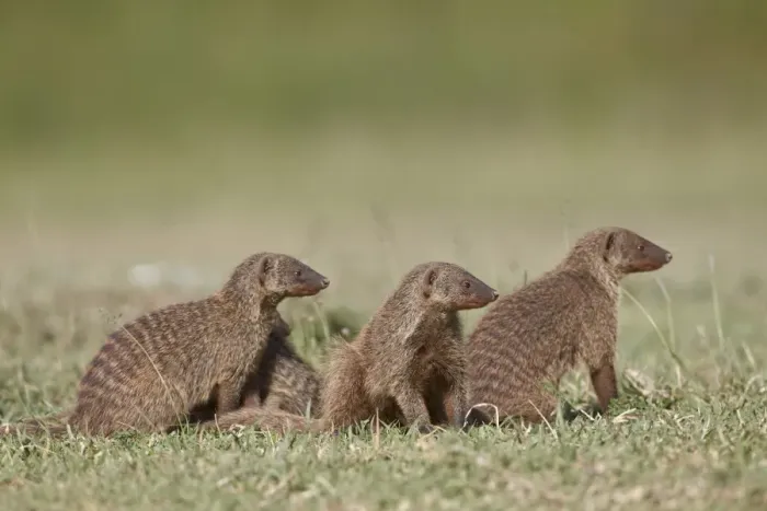 Framed Print : Banded mongoose (Mungos mungo), Serengeti National Park, Tanzania, East Africa, Africa Framed Print : Banded mongoose (Mungos mungo), Serengeti National Park, Tanzania, East Africa, Africa