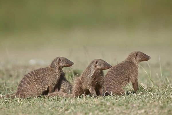 Banded mongoose (Mungos mungo), Serengeti National Park, Tanzania, East Africa, Africa