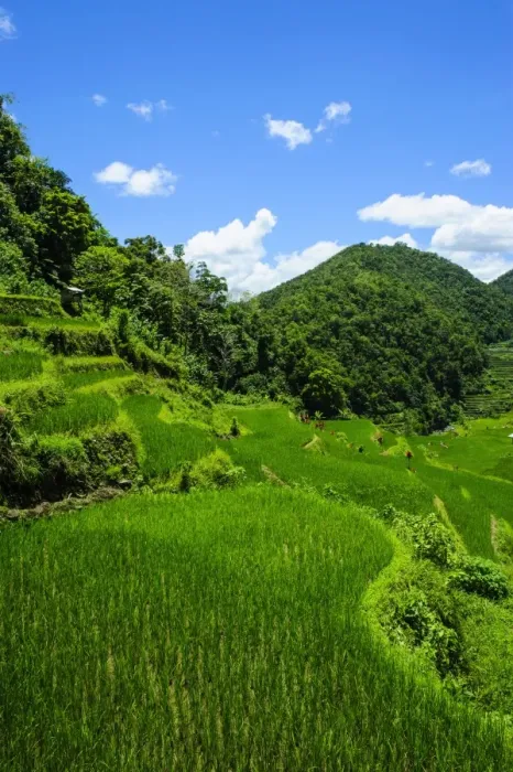 Framed Print : Bangaan in the rice terraces of Banaue, UNESCO World Heritage Site, Northern Luzon, Philippines, Southeast Asia, Asia Framed Print : Bangaan in the rice terraces of Banaue, UNESCO World Heritage Site, Northern Luzon, Philippines, Southeast Asia, Asia