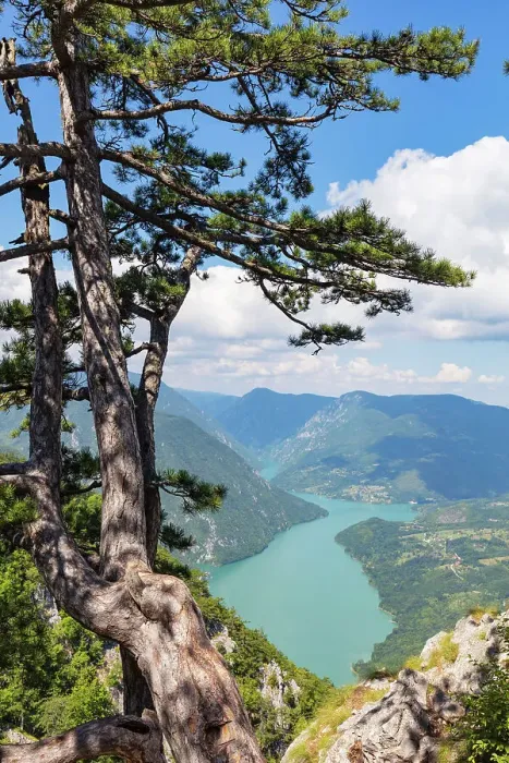 Framed Print : Banjska Stena viewpoint, Tara National Park, Serbia, Europe Framed Print : Banjska Stena viewpoint, Tara National Park, Serbia, Europe